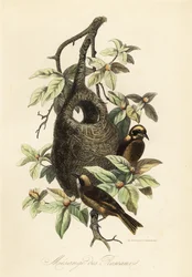 Penduline tit, Remiz pendulinus, and bag nest