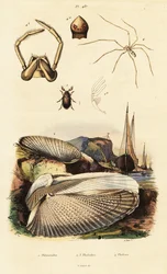 Piddock, Clam, Beetle and Spider