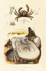Pin Crabs and Pearl Oyster, 1834-1839 (engraving)