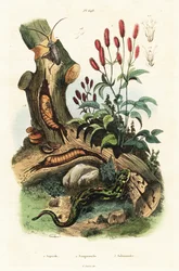 Salamander, Beetle and Great Burnet
