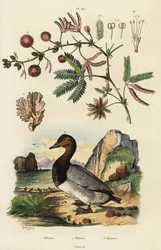 Sea Ginger, Pochard and Sensitive Plant, 1834-1839 (engraving)