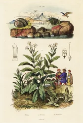 Sea snails and tobacco plant