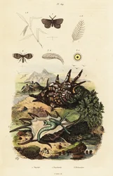 Spider Conch and Drain Flies