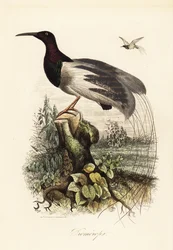 Twelve-wired bird-of-paradise, Seleucidis melanoleucus