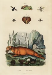 Walrus and Flies, 1834-1839 (engraving)