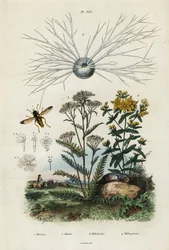 Yarrow, St Johns-wort, foraminifera and hoverfly