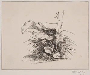 The Violin