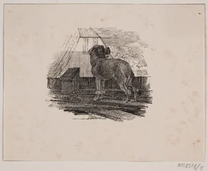 The Poodle
