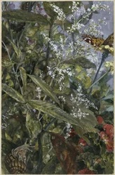 Flowers with a Butterfly and Snail. From the "Children