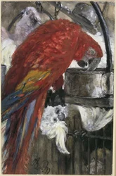 The Red Macaw and Cockatoos. From the "Children