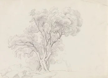 Deciduous Trees