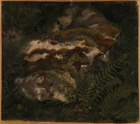 Study of a Moss-covered Stone and Ferns