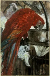 Macaw and Cockatoo