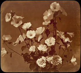 Flower Study, Rose of Sharon