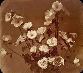 Flower Study, Rose of Sharon