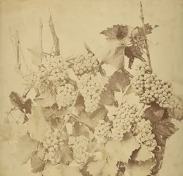 Grapes
