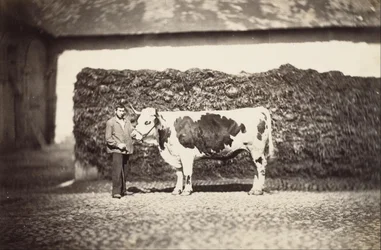 Prize Bull