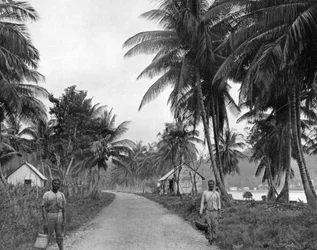 Coconut grove, Port Antonio, Jamaica, c1905