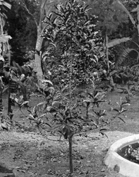 Coffee Tree, Jamaica