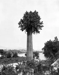 Tree Growing Out Old Sugar Estate Chimney, Jamaica