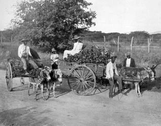 Wood Carts, Jamaica