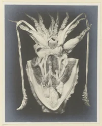 Anatomy of a Squid