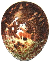 Egg of a Honey Buzzard, 1923