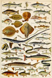 Illustration of Edible Fish c.1923