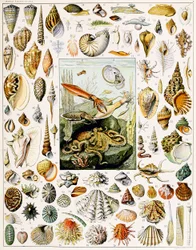 Illustration of Seashells c.1923