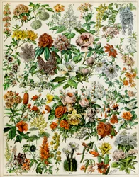 Illustration of Flowering Plants c.1923
