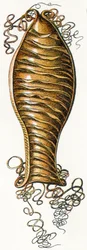 Ridged Egg Case of Catshark, 1923