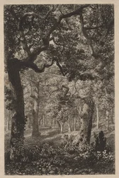 In the Woods