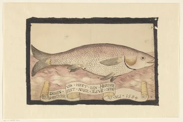 Flathead Grey Mullet