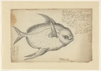 Kingfish (Lampris guttatus)