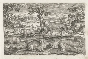 Monkeys and Cats (Four-legged Animals)