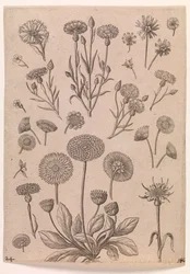 Cornflowers