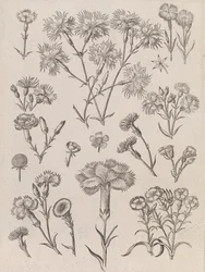 Daffodils