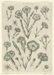 Various Carnations