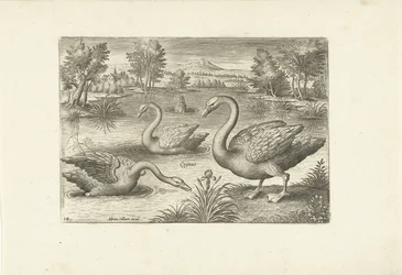 Three Swans in a Pond