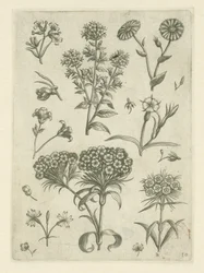 Sweet William and Other Flowers