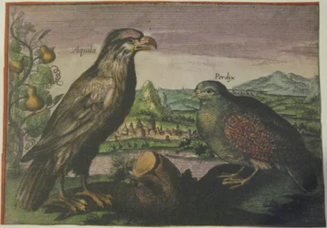 Eagle and Partridge