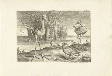 Some Waterfowl on a Shore