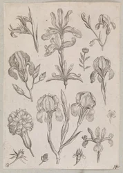Irises