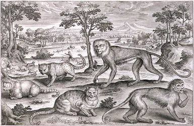 Three Cats and Two Monkeys