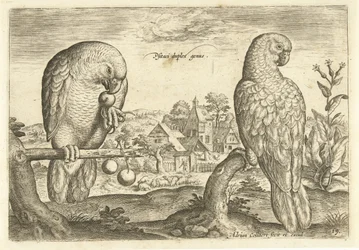 Two Parrots in a Landscape (Living Birds series)