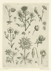 Various Flowers, Including Columbine and Cyclamen