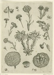 Various Flowers, Including Chrysanthemum and Thistle