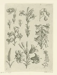Four Large Lilies and Some Smaller Flowers