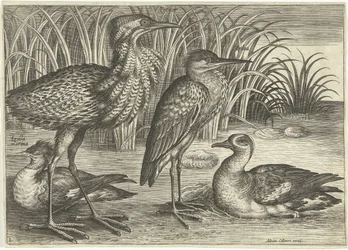 Four Wading Birds Along a Shore