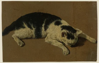 Cat Lying with Head Between Front Paws